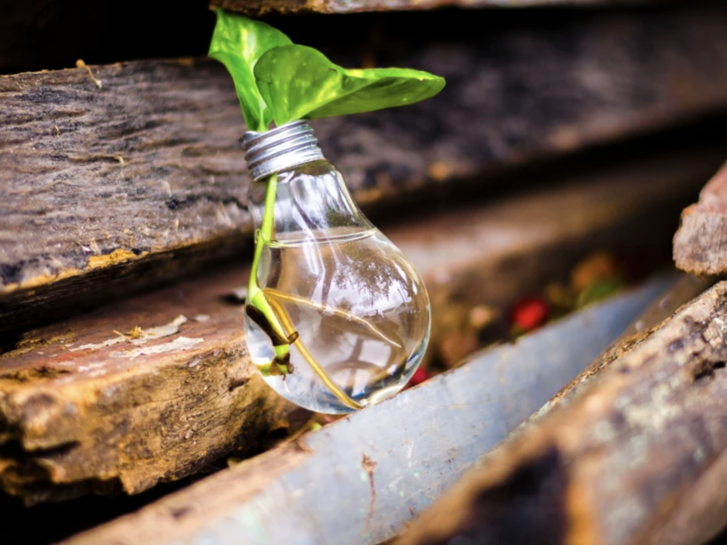 An old lightbulb upcycled into a vase holding a plant